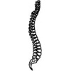 spine-1
