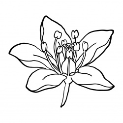 preview_-_summerflowers5