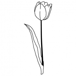 tulips5